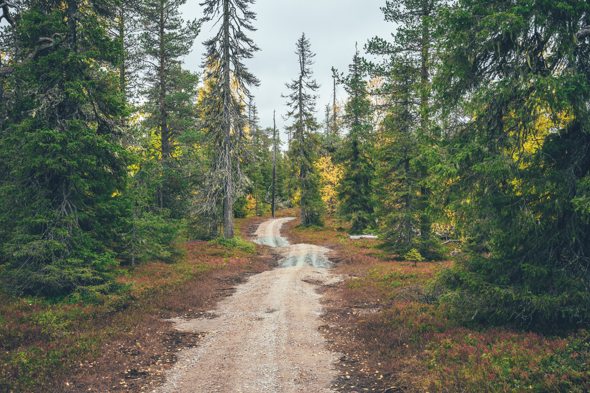 Trail going through forest