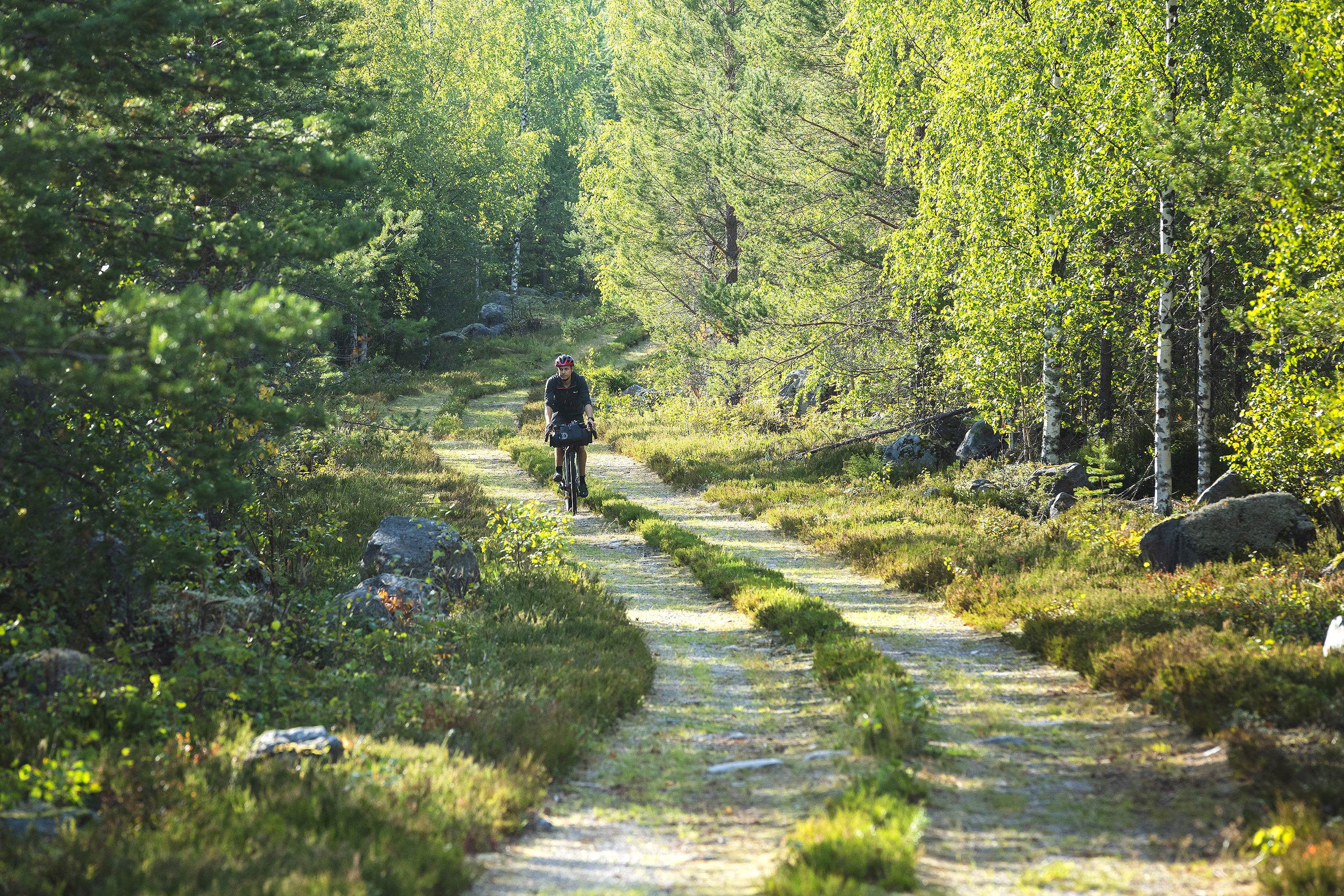 A gravel biker on a summery forest gravel road