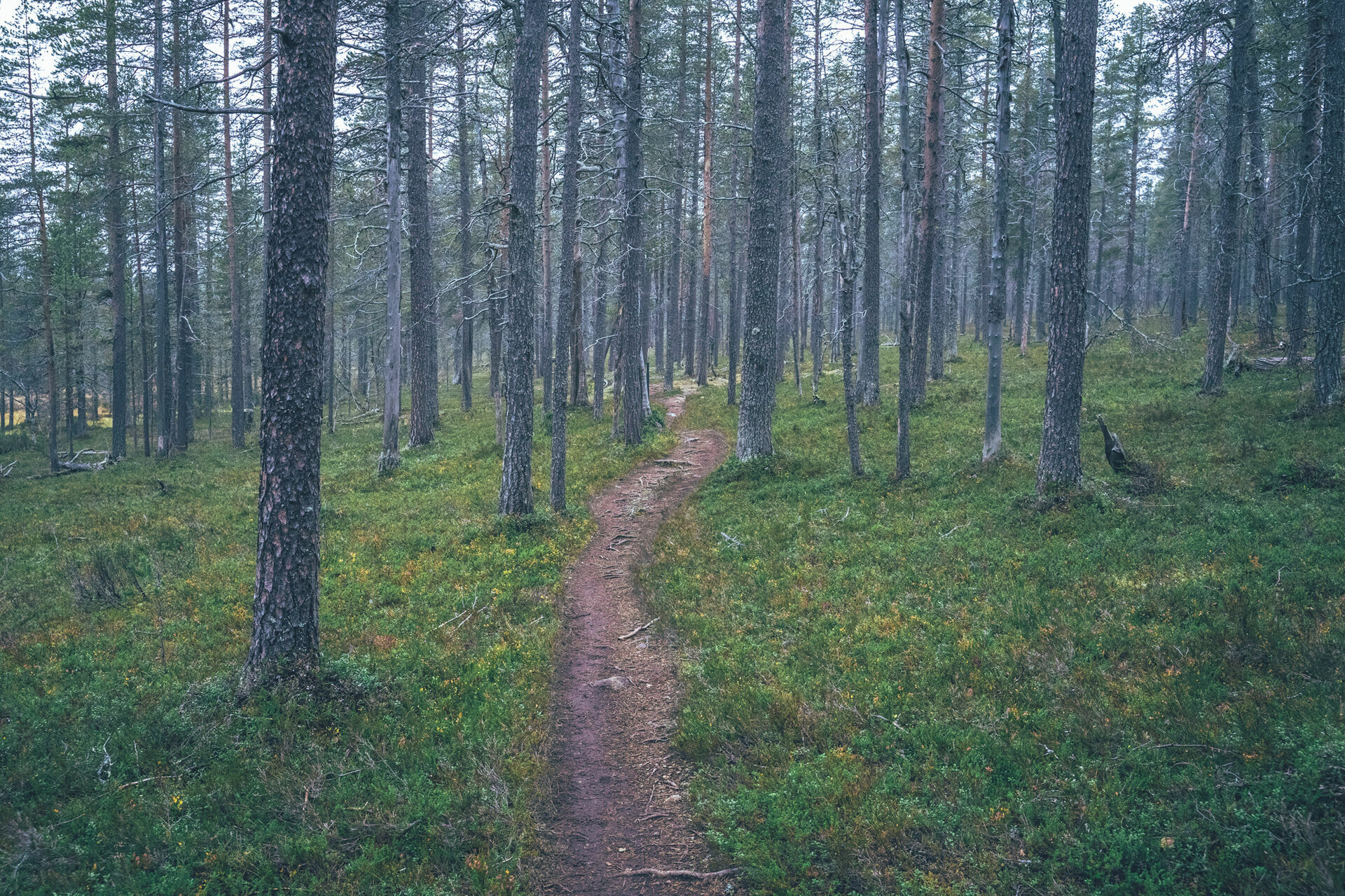 Single tracks through forests