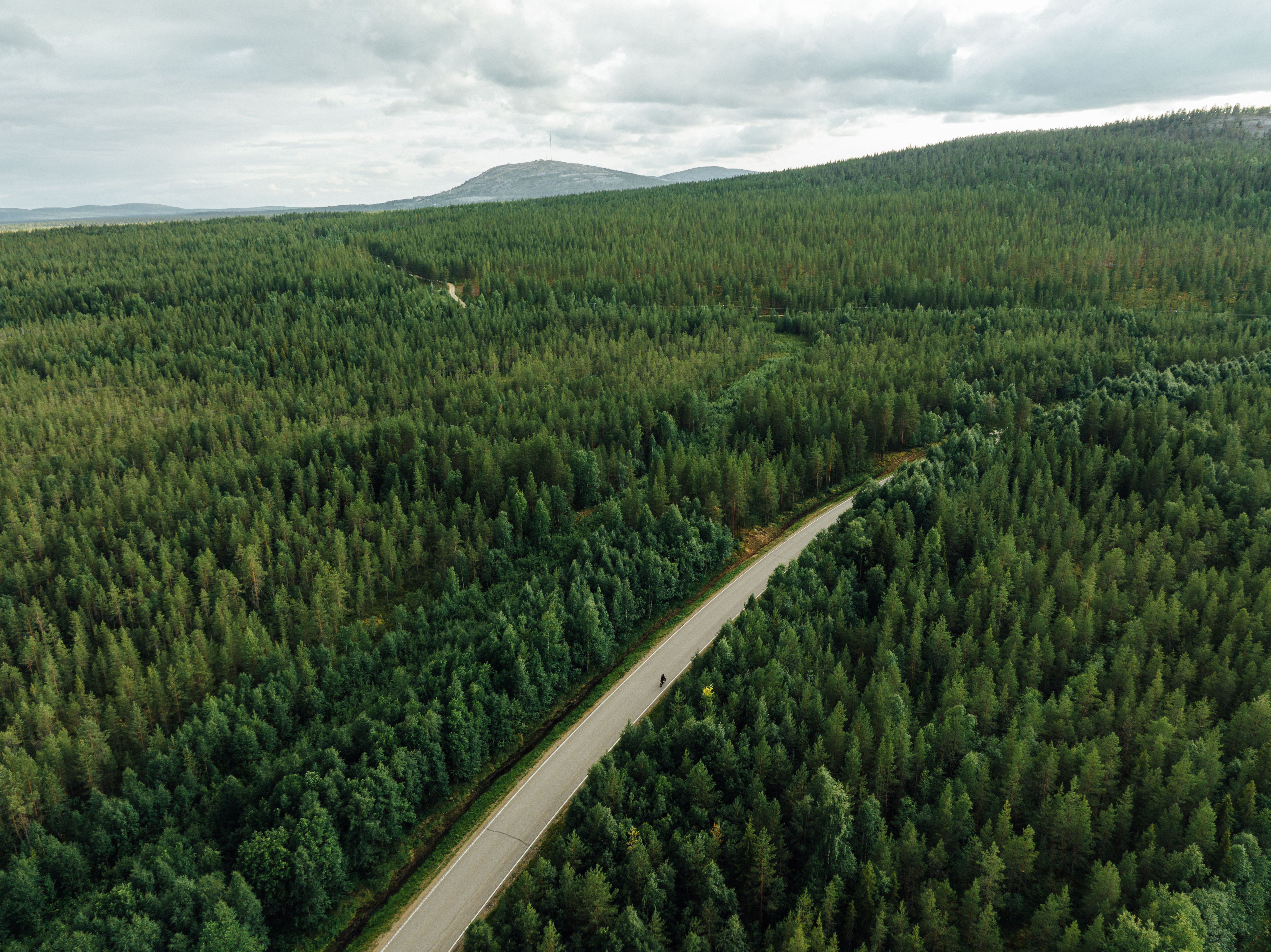 biker on a road in the middle of a forest