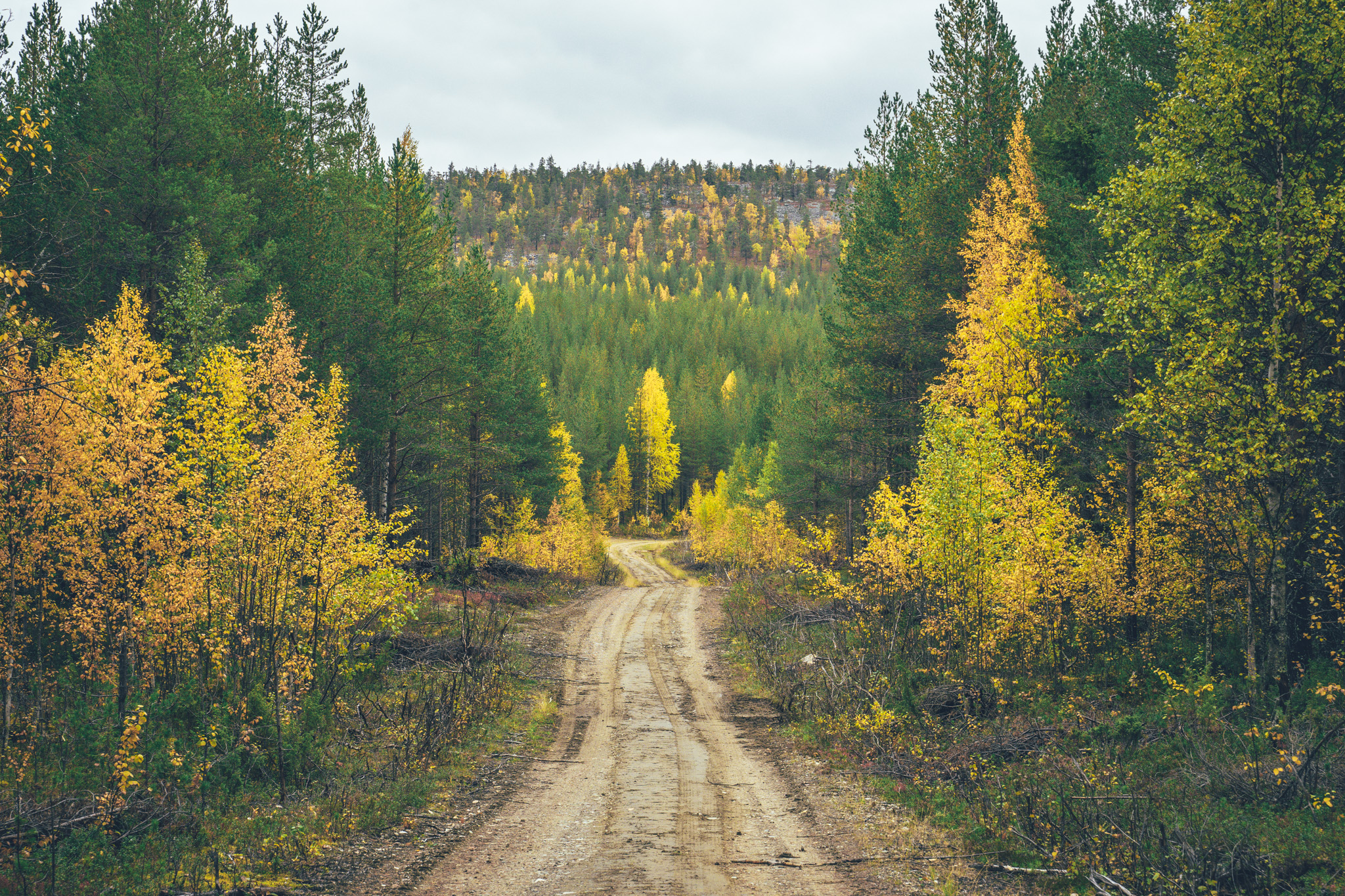 Forest road in fall colors