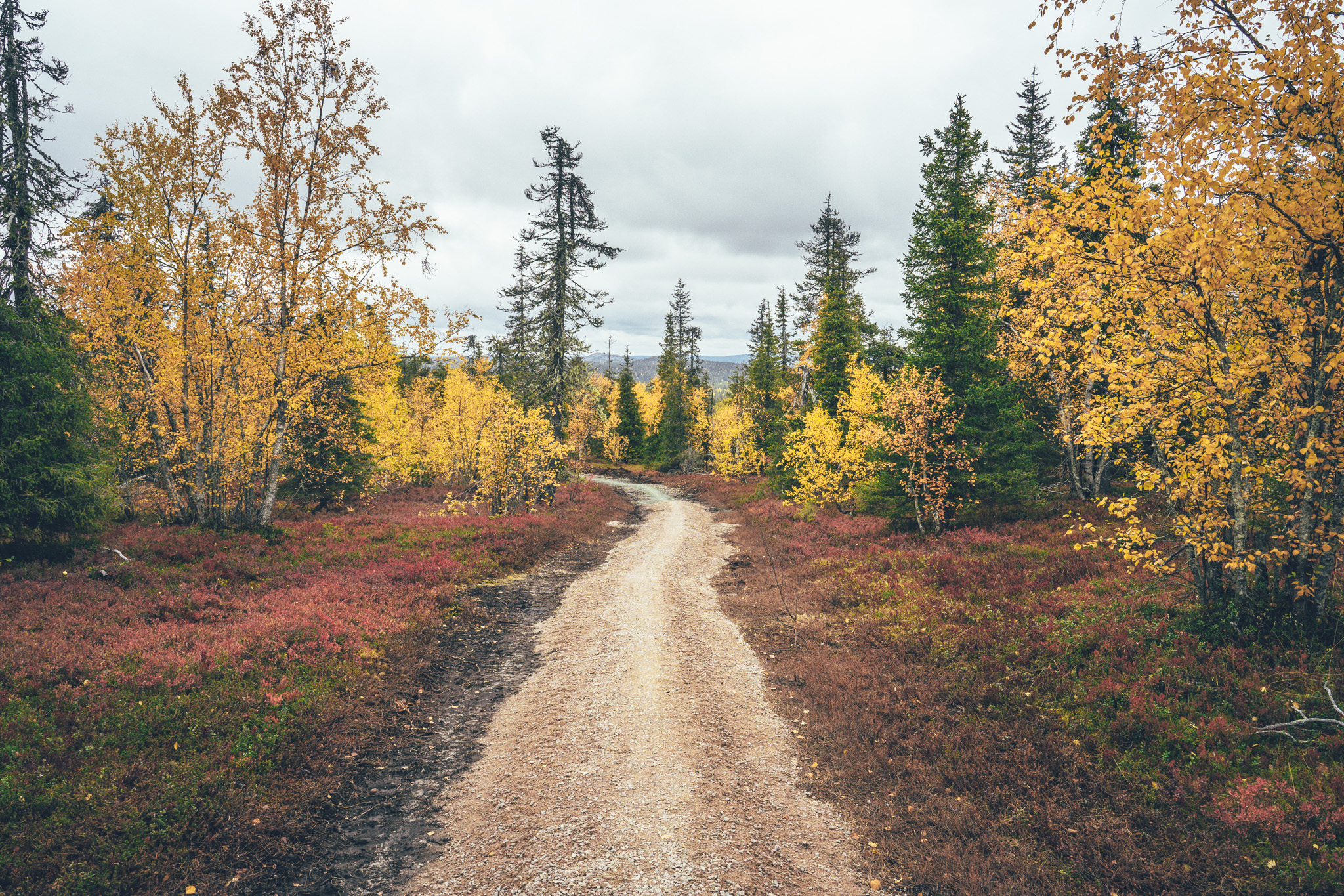 Trails in fall colors