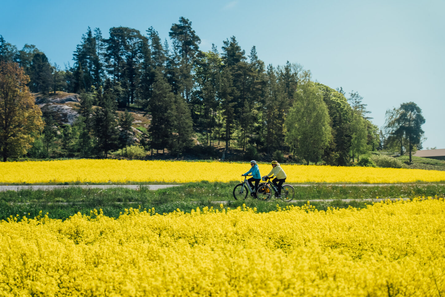 cyclist biking next to rapeseed fields