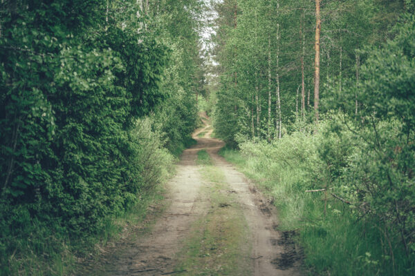 metsätie
