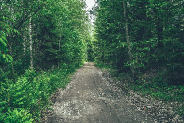 metsätie