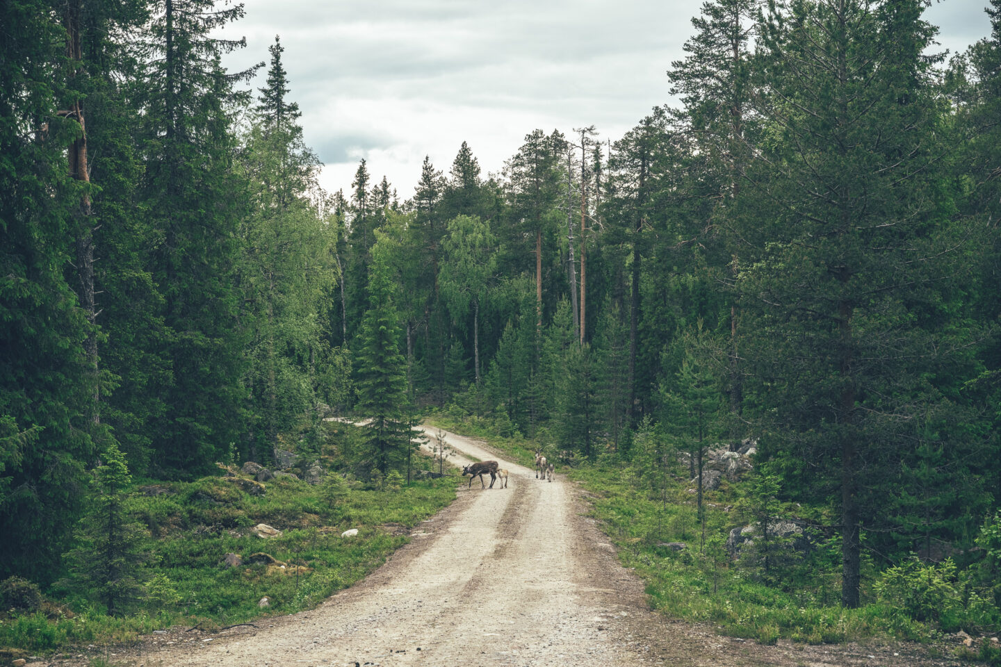 Reindeers on the gravel road