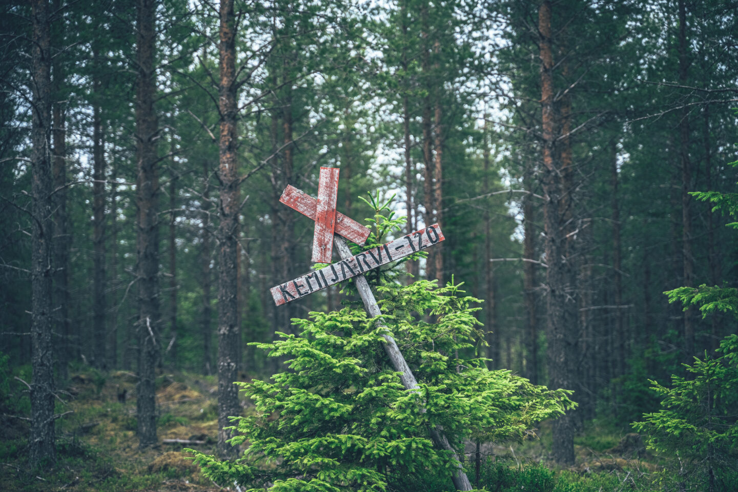 vanha kyltti kallellaan metsässä