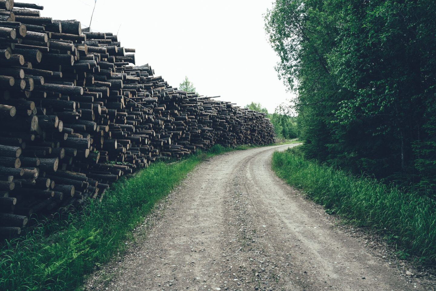 gravel road through log piles