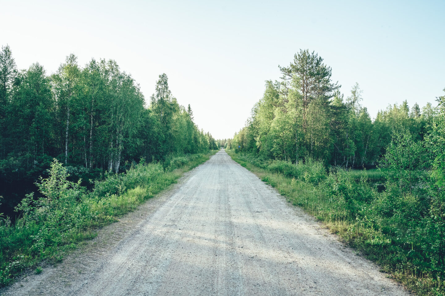 hiekkatie koivumetsän läpi