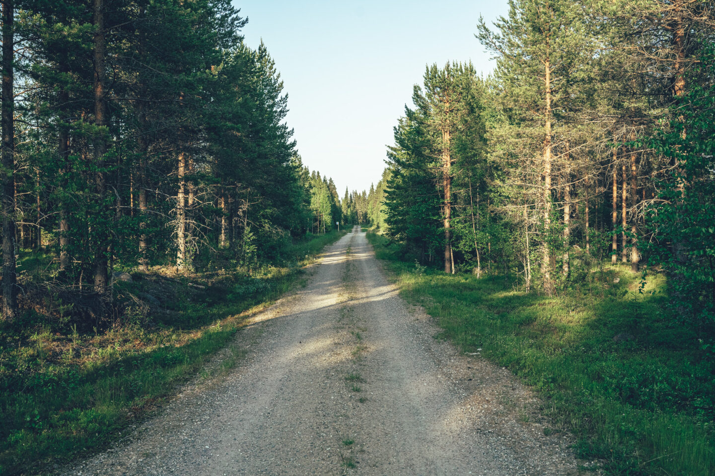 mäntymetsä ja hiekkatie