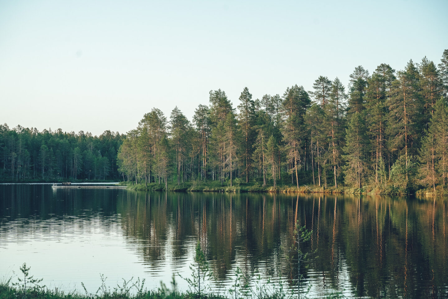 mäntymetsä järven rannalla