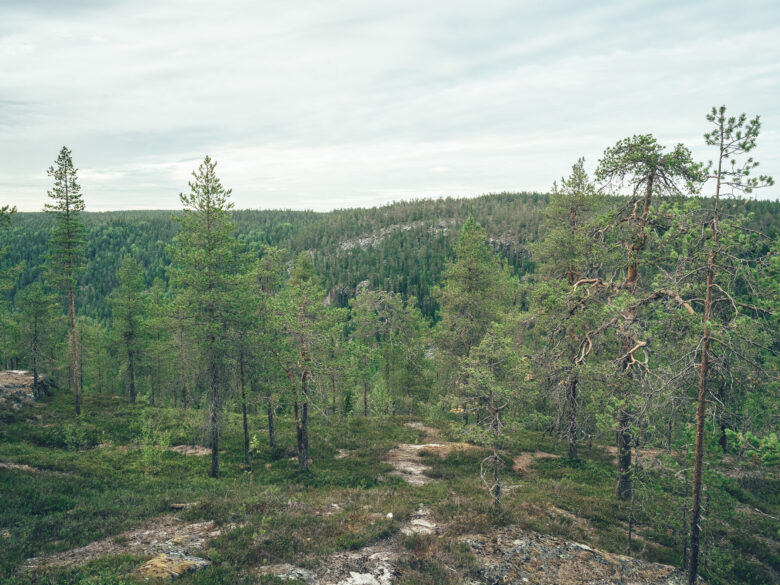 Metsämaisema