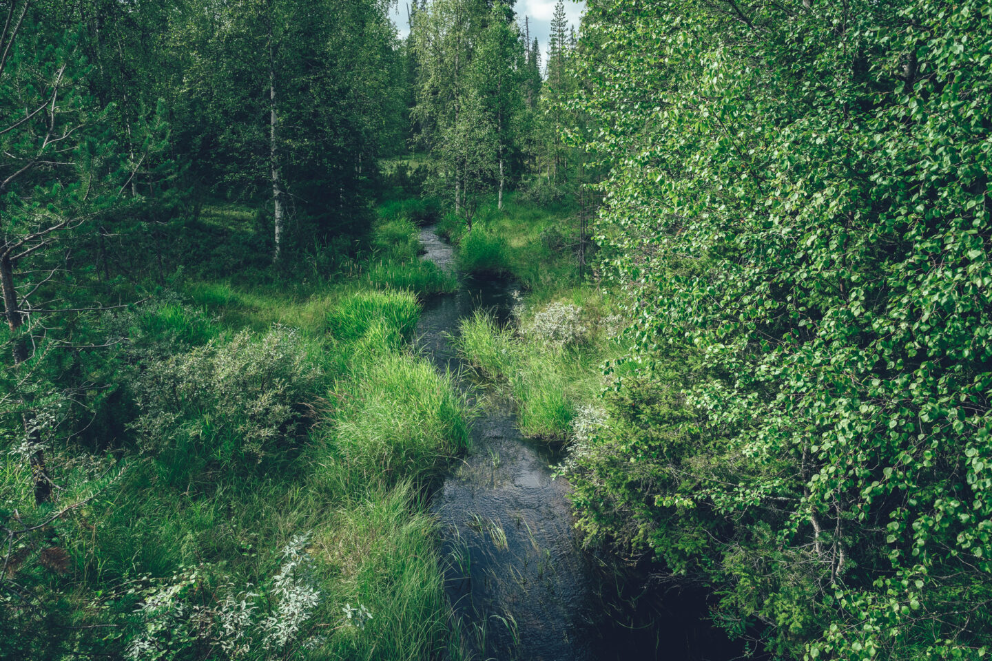 vehreä luonto ja puro